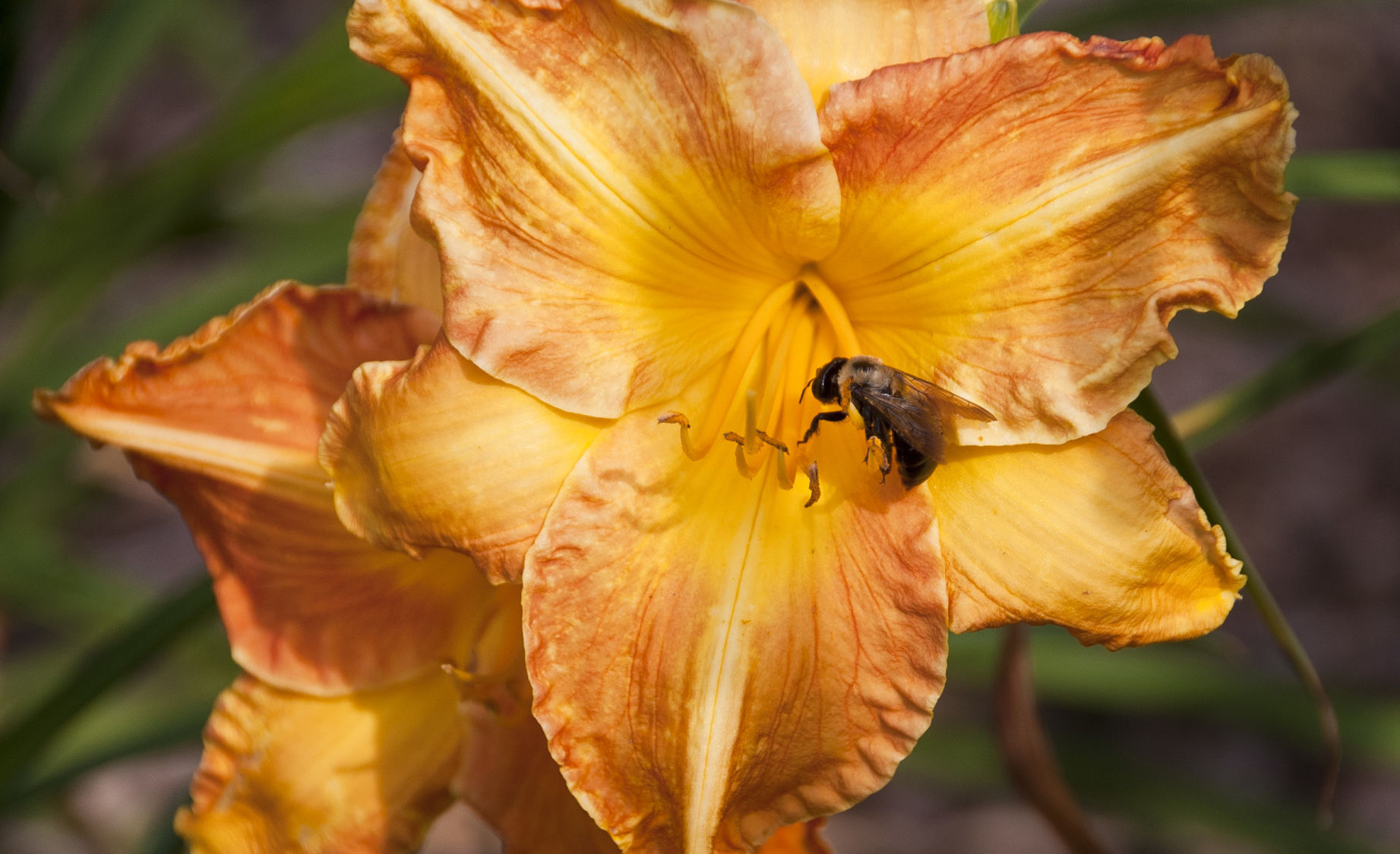 Davis Boxwood & Daylily Nursery